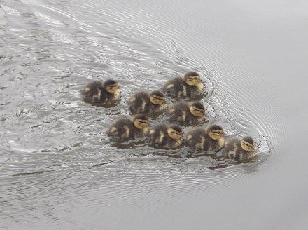 ducklings1