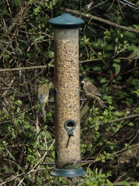 greenfinches