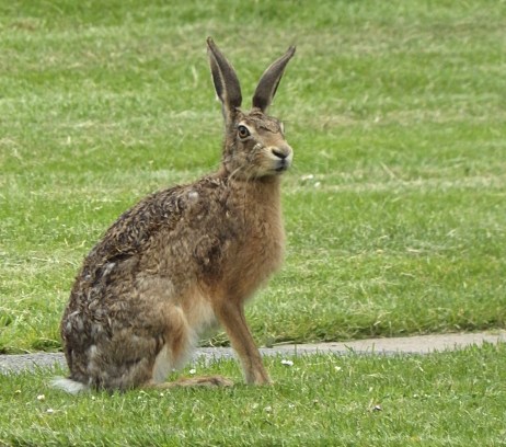 hare