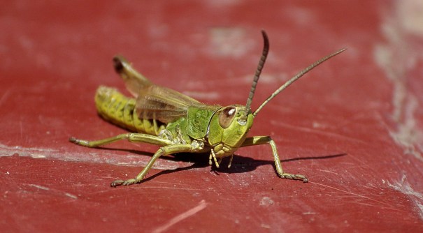 grasshopper