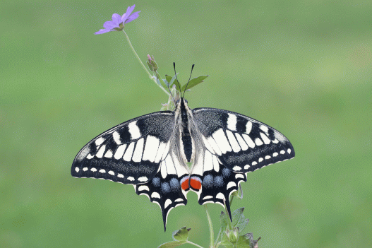 Swallowtail#1