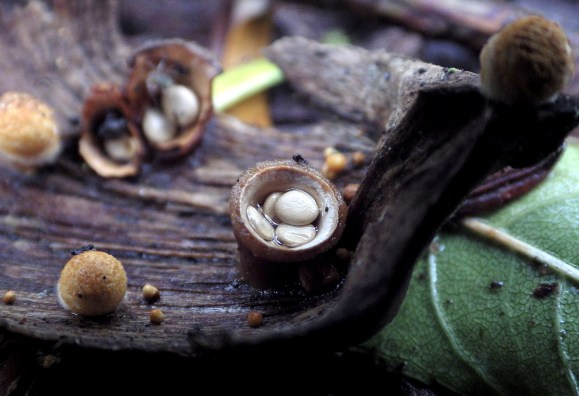 birdsnestfungi