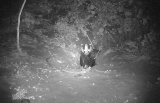 badger21210141.jpg