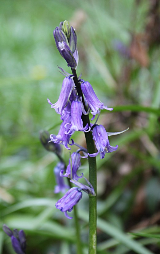 bluebell