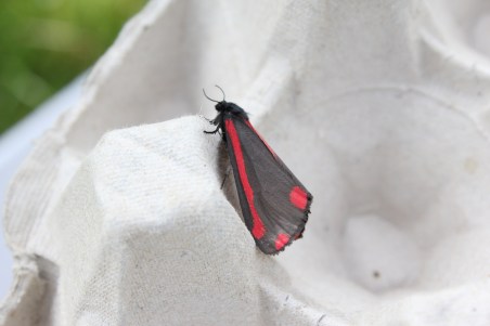 cinnabar moth