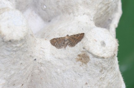 common pug