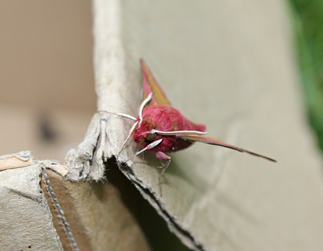 Small elephant hawk moth