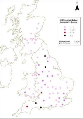 2013 badger persecution incidents 2