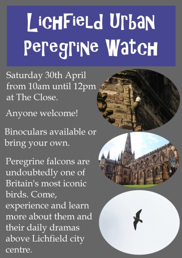 Peregrinewatch1