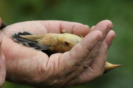 pallas-grasshopper-warbler0731