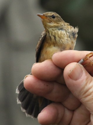 pallas-grasshopper-warbler0762