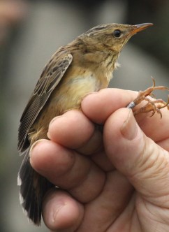 pallas-grasshopper-warbler0774
